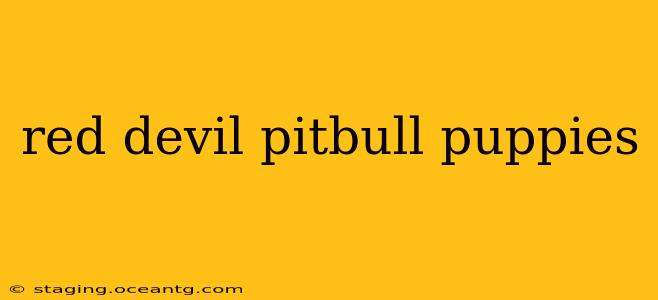 red devil pitbull puppies