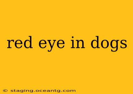red eye in dogs