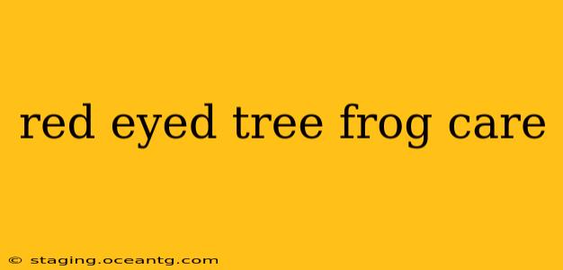 red eyed tree frog care