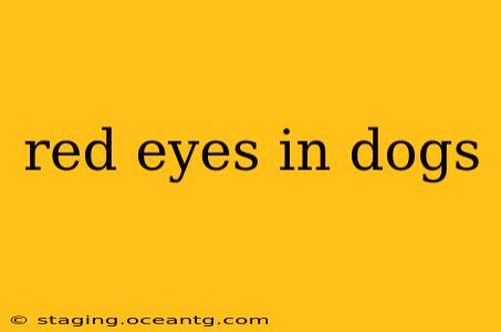red eyes in dogs