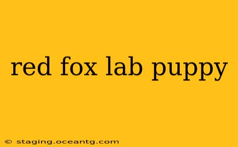 red fox lab puppy