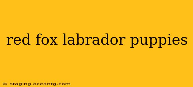 red fox labrador puppies