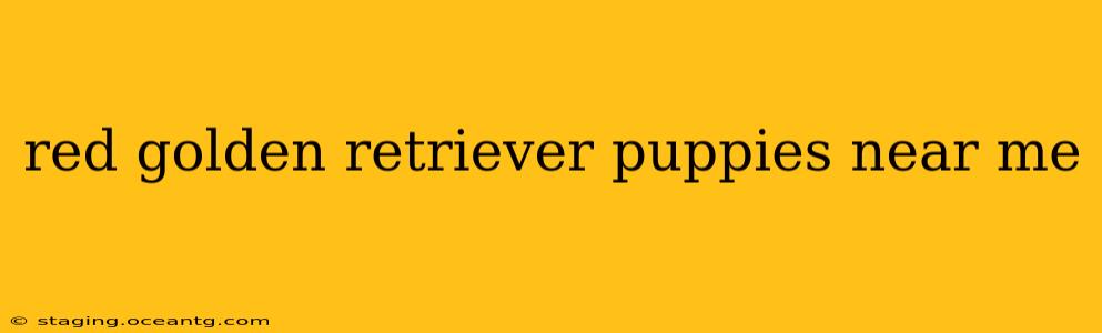 red golden retriever puppies near me