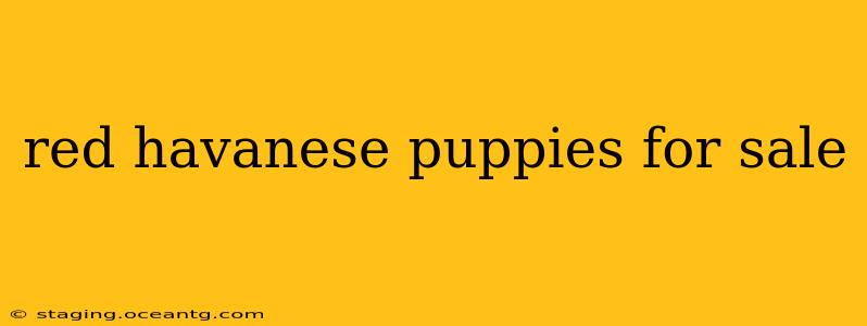 red havanese puppies for sale