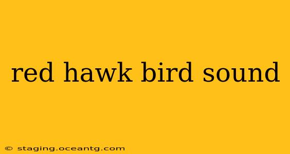 red hawk bird sound