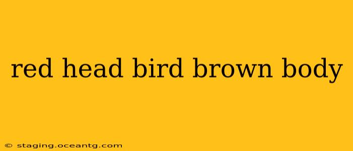 red head bird brown body