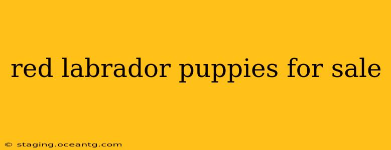 red labrador puppies for sale