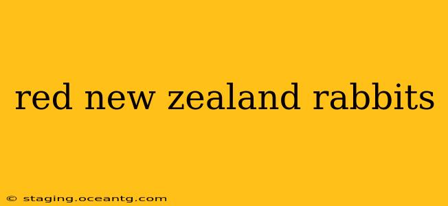red new zealand rabbits