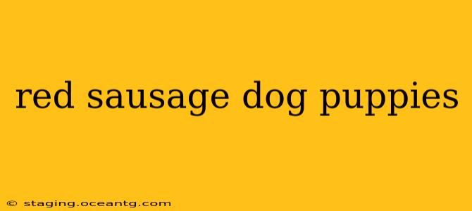red sausage dog puppies