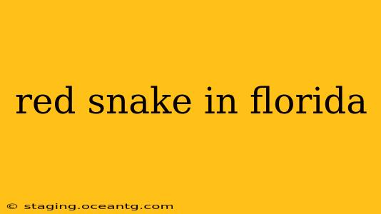 red snake in florida