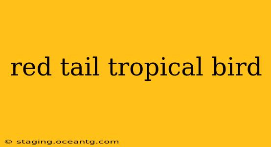 red tail tropical bird