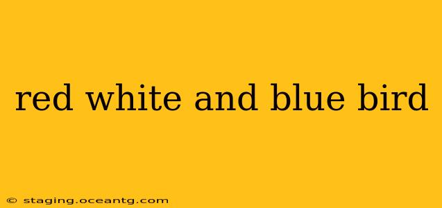 red white and blue bird