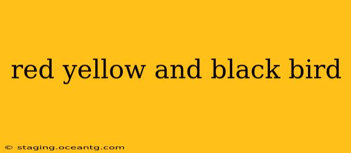 red yellow and black bird