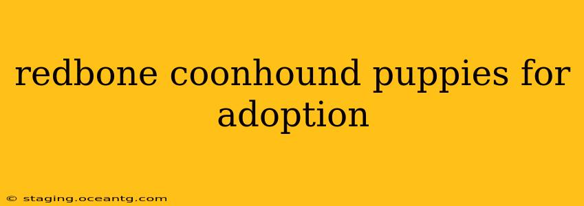redbone coonhound puppies for adoption