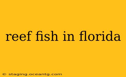 reef fish in florida