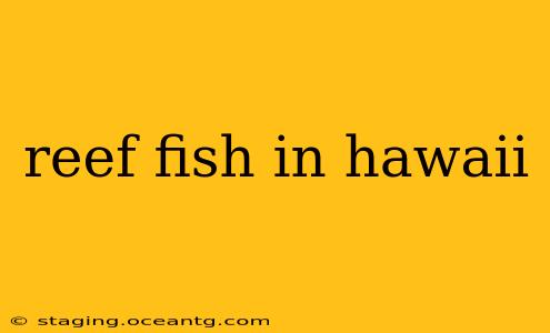 reef fish in hawaii