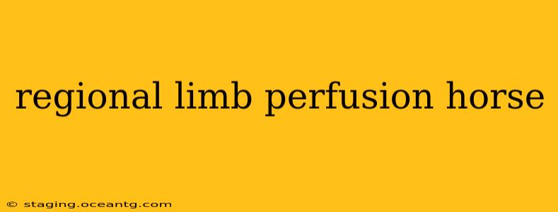 regional limb perfusion horse
