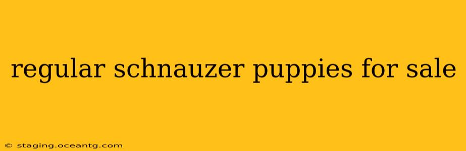 regular schnauzer puppies for sale