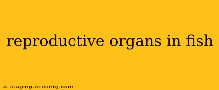 reproductive organs in fish