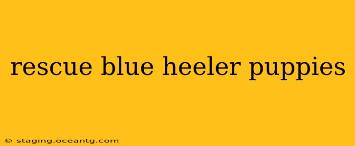 rescue blue heeler puppies