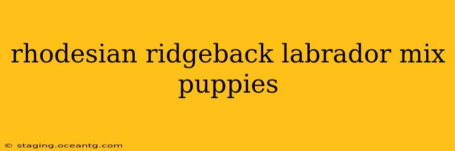 rhodesian ridgeback labrador mix puppies