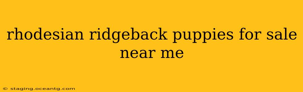 rhodesian ridgeback puppies for sale near me