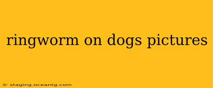 ringworm on dogs pictures