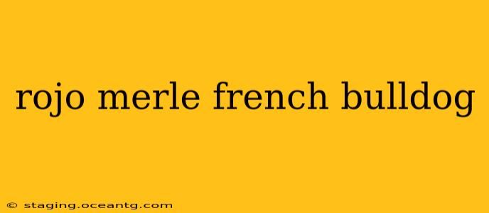 rojo merle french bulldog