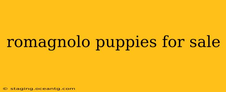 romagnolo puppies for sale