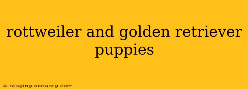 rottweiler and golden retriever puppies