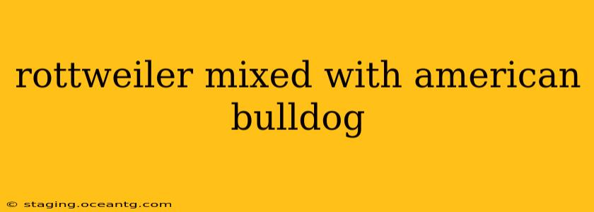rottweiler mixed with american bulldog