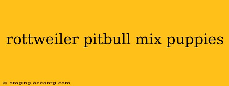 rottweiler pitbull mix puppies