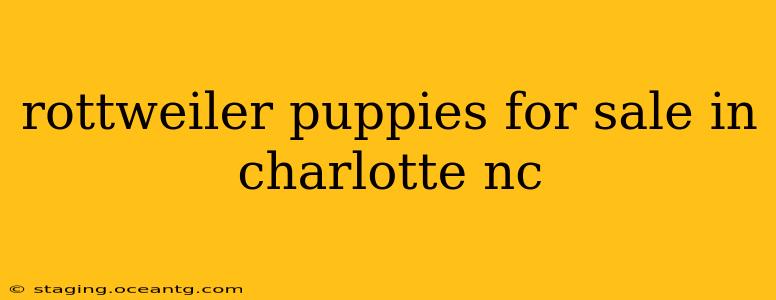 rottweiler puppies for sale in charlotte nc