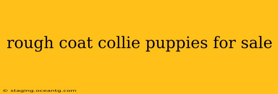 rough coat collie puppies for sale