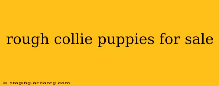 rough collie puppies for sale