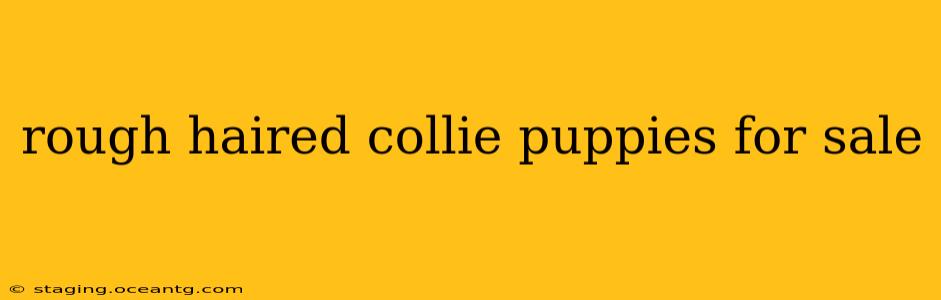 rough haired collie puppies for sale