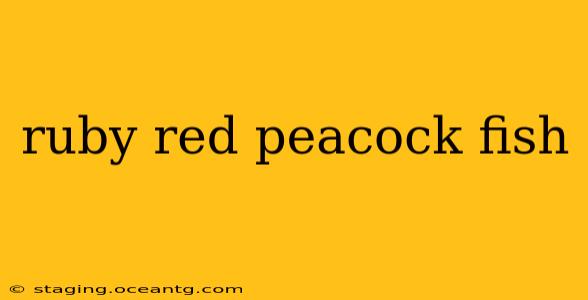 ruby red peacock fish