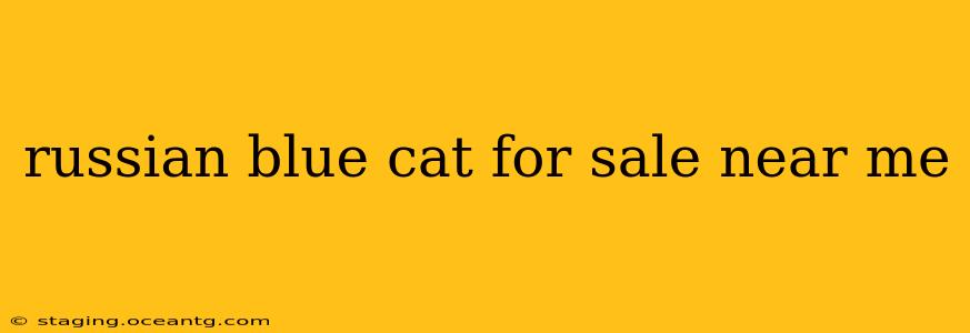 russian blue cat for sale near me
