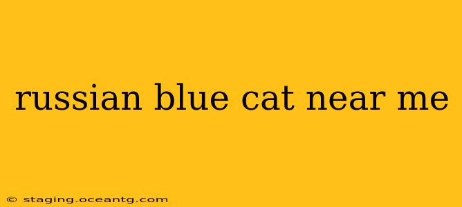 russian blue cat near me