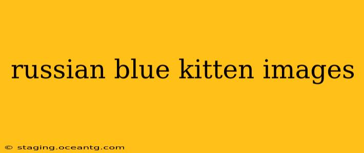 russian blue kitten images