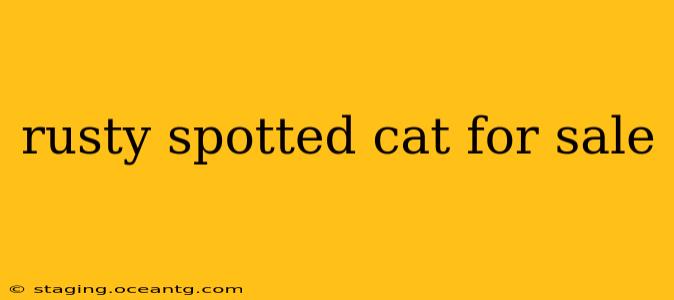 rusty spotted cat for sale