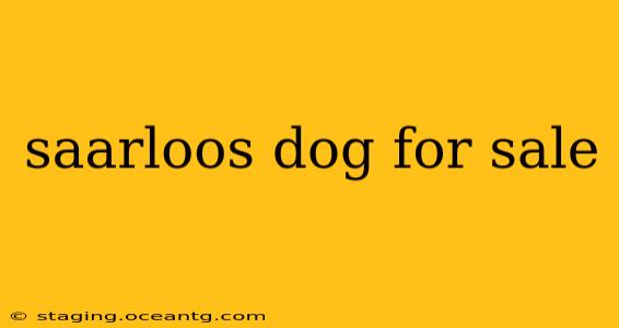 saarloos dog for sale