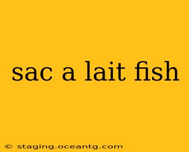 sac a lait fish