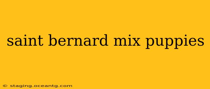 saint bernard mix puppies