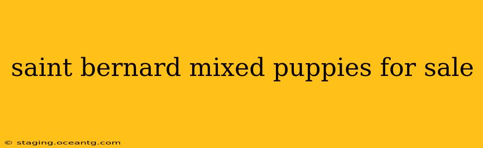 saint bernard mixed puppies for sale