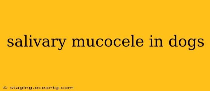 salivary mucocele in dogs