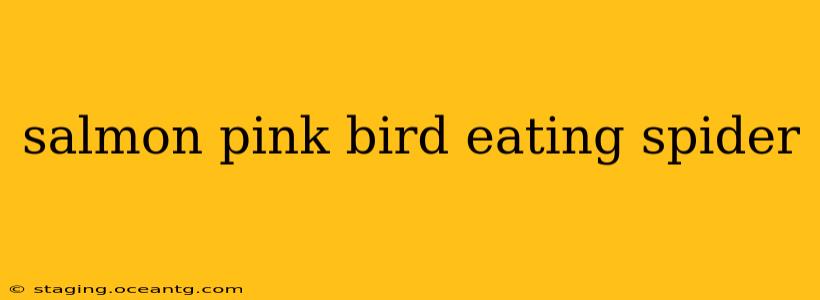 salmon pink bird eating spider