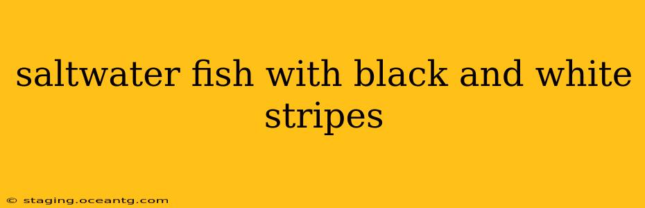 saltwater fish with black and white stripes