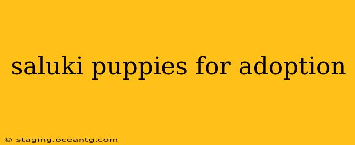 saluki puppies for adoption
