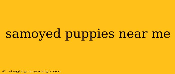 samoyed puppies near me